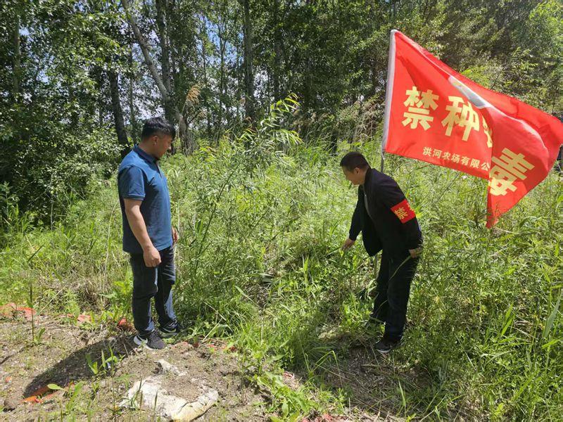 洪河农场第二管理区党建引领全域踏查 筑牢禁种铲毒防线.jpg