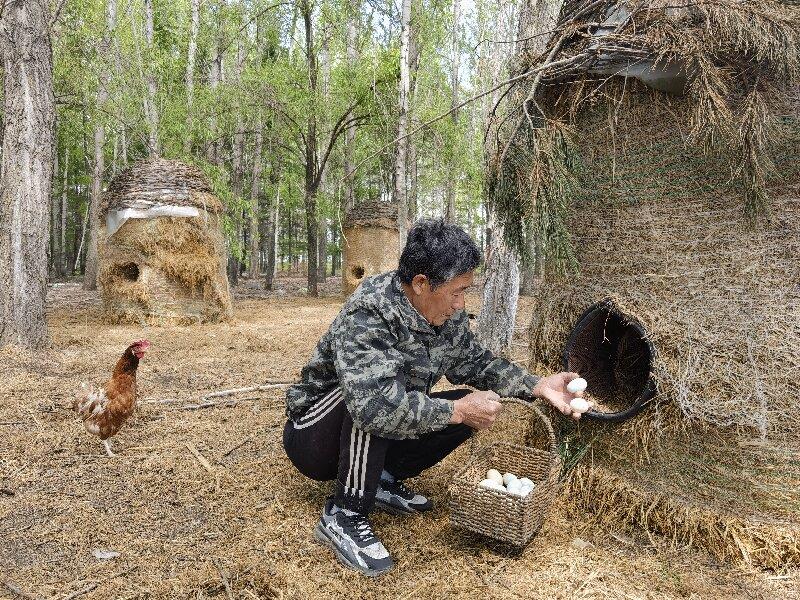 林地生金1.jpg